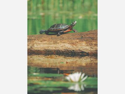 Rochester Hills Public Library Presents “Turtles & Frogs with Dinosaur Hill”