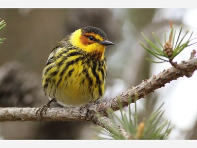 Rochester Hills Public Library presents “Birdwatching & Birding” 