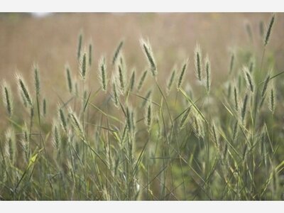 Fall Native Plant Sale at the Downtown Rochester Farmer's Market