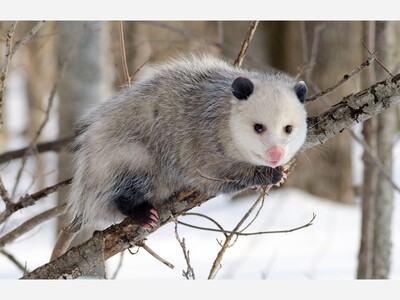Rochester Hills Public Library welcomes Dinosaur Hill to explore Winter Wildlife 